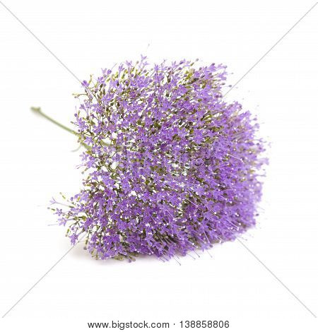 Light Purple Pentas Flowers Isolated On White