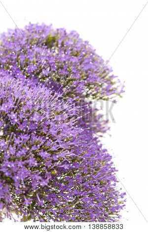 Light Purple Pentas Flowers Isolated On White