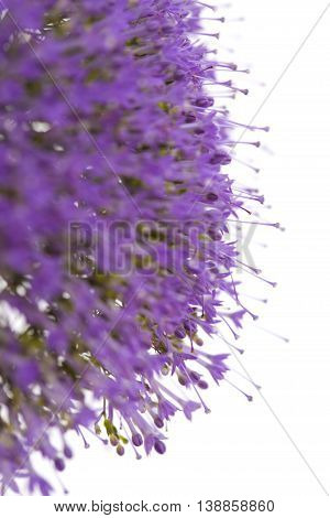 Light Purple Pentas Flowers Isolated On White