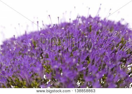 Light Purple Pentas Flowers Isolated On White