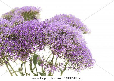 Light Purple Pentas Flowers Isolated On White
