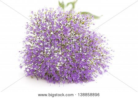Light Purple Pentas Flowers Isolated On White