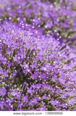 Light Purple Pentas Flowers