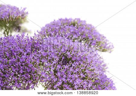 Light Purple Pentas Flowers Isolated On White
