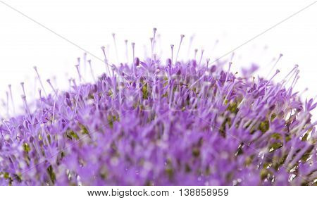 Light Purple Pentas Flowers Isolated On White