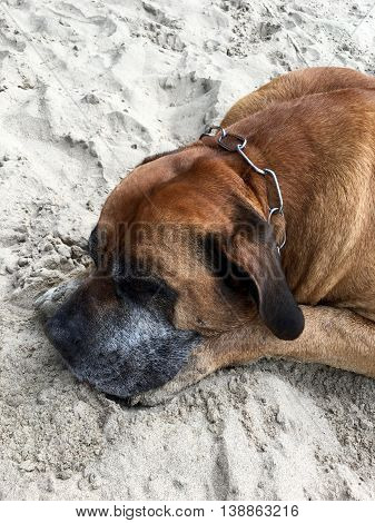 Boerboel, south african mastiff is sleeping on the sand
