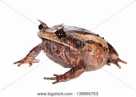 Annam spadefoot toad, brachytarsophrys intermedia, isolated on white background