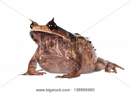 Annam spadefoot toad, brachytarsophrys intermedia, isolated on white background