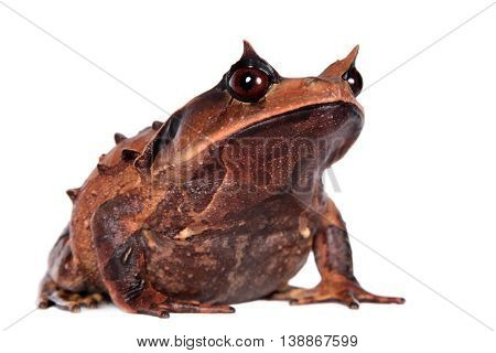 Annam spadefoot toad, brachytarsophrys intermedia, isolated on white background