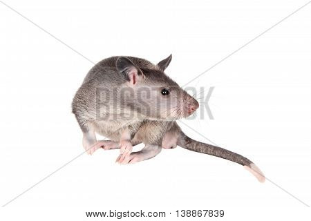 Gambian pouched rat cub, Cricetomys gambianus, isolated on white background