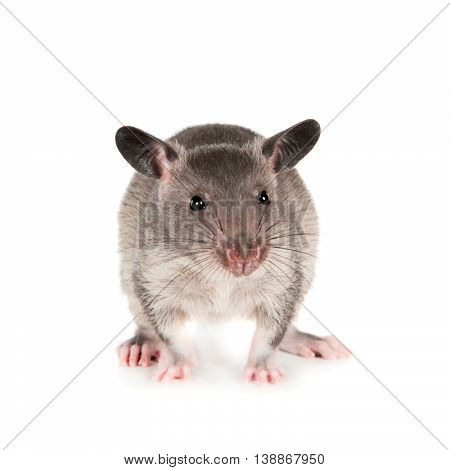 Gambian pouched rat cub, Cricetomys gambianus, isolated on white background