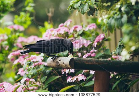 Jackdaw (corvus Monedula) Eating From Bird Feeding Table In Garden, Leiden, The Netehrlands, June