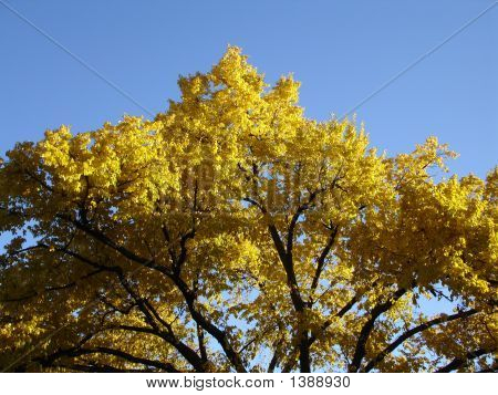 Arbres d'automne