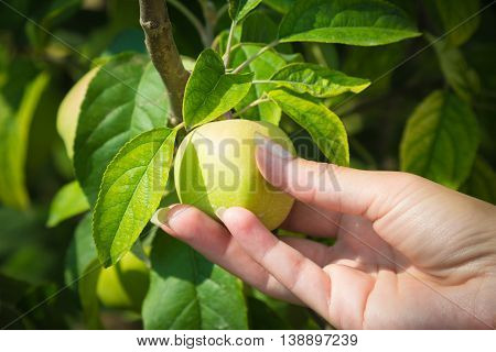 Close up of female hand holding unripe green apple on a branch. Agriculture and farm concepts.