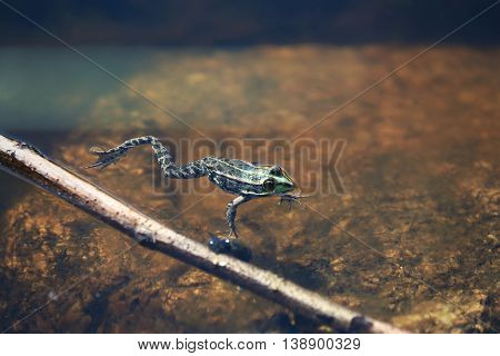 Frog in the shallow water of river
