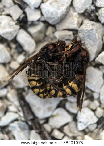 Fighting big hornets on the ground macro closeup