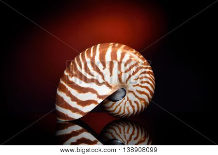 nautilus shell in studio