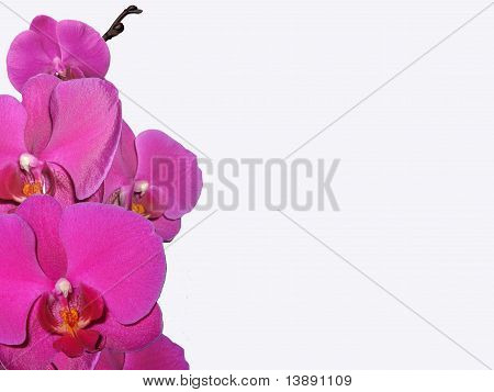 Orchidea