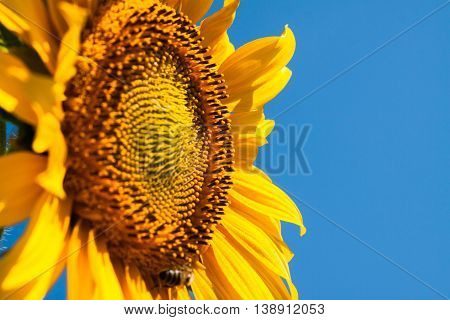 Ripe Sunflower On Field