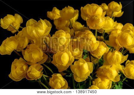 Beautiful bright floral background with a bouquet of yellow wildflowers Trollius europaeus closeup on a black background