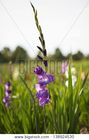 gladioli lila in the field in summer