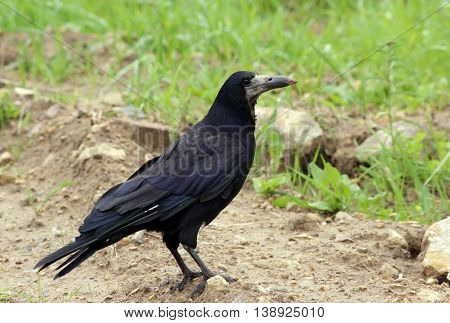 black bird crow Corvus frugilegus is standing on the ground