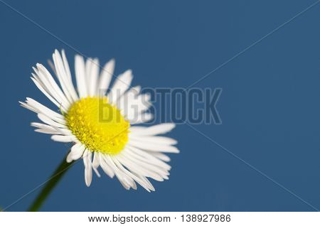 ox-eye daisy flower on blue background macro
