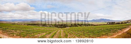 남아 프리 카 공화국 Winelands 지역 포도 원