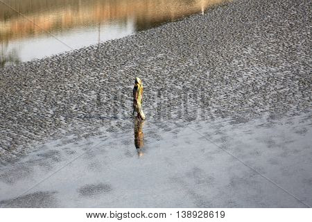 CANNING TOWN, WEST BENGAL, INDIA - FEBRUARY 13: During low tide the water in the river Malta falls so low that people walk to the other shore in Canning Town, India on February 13, 2014.