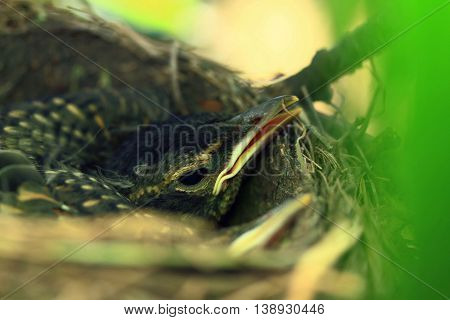 Grow up hatchling of American Robin Bird in the nest over the apple tree during the early summer waiting to be fed up from their parents.