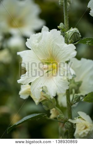 hollyhock, white, in the garden, outdoor, botanical