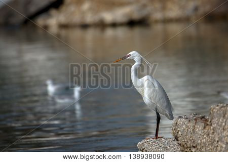 Western reef heron in a natural lagoon in Bahrain
