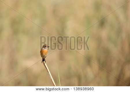 Siberian Stonechat (Female) in a farm in Bahrain