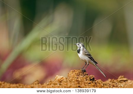 White Wagtail in a farm in Bahrain