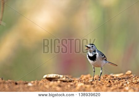 White Wagtail in a farm in Bahrain