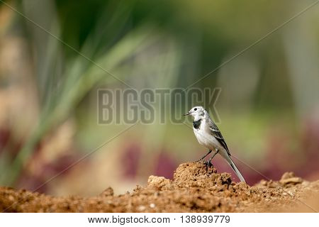 White Wagtail in a farm in Bahrain
