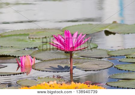 Lotus flower with green lotus leaf blurry background:Close upselect focus with shallow depth of field.