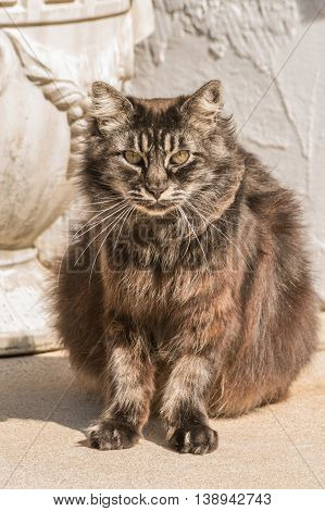 Fuzzy Old Black Siberian Cat Sitting Outdoor And Looking Straight