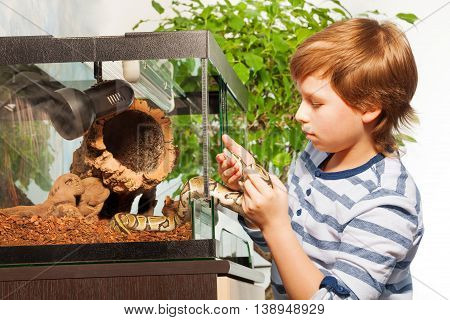 Brave young boy getting Royal or Ball python out of terrarium and playing with it