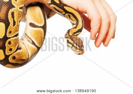 Close-up picture of Royal or Ball python on hand, isolated on white background