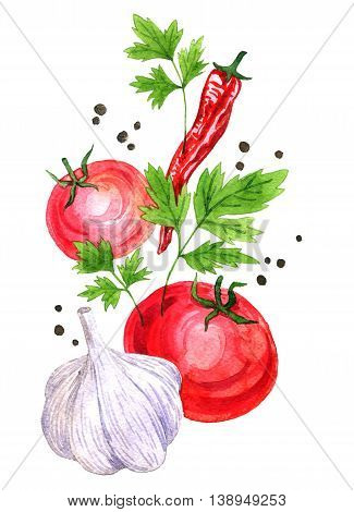 watercolor drawing vegetables, chili pepper, parsley leaves, black peper, red tomato and garlic, hand drawn illustration