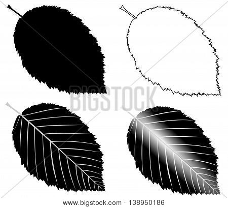 hornbeam ,  isolated hornbeam leaf ,hornbeam leaf  illustration,