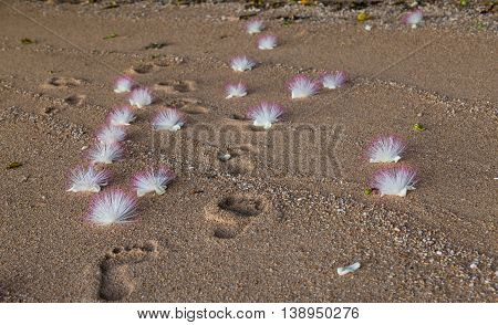 Exotic flowers and human footprints on the ocean sand . Flowers Barringtonia asiatica Fish Poison Tree Sea Poison Tree . Fiji.