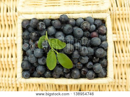 ripe berry blueberries in a wicker basket with green leaf