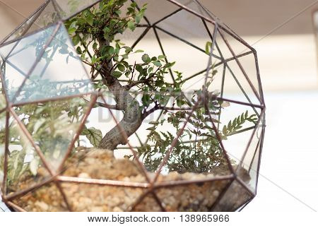 Bonsai in a suspended glass flower pot with metal frames