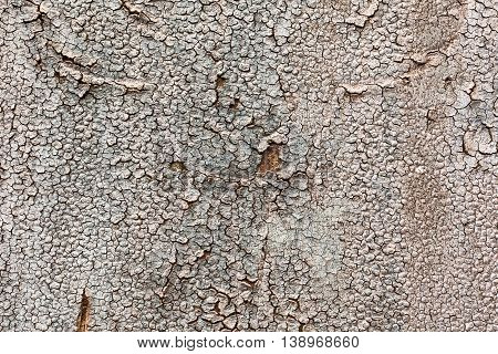 decorative background texture from cracked sunburnt paint on wood