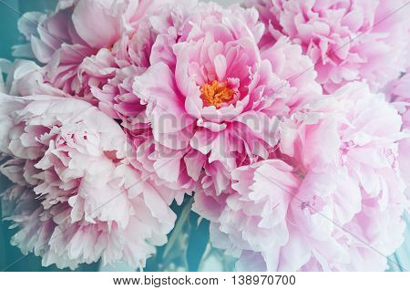Fresh bunch of pink peonies peony roses flowers, white with blue effect shine. Pastel floral wallpaper, background from flower petals. Trendy color. Bloom love concept. Card, text place, copy space.