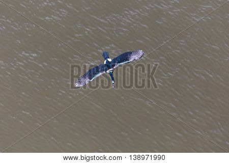 flying Pelagic Cormorant in Vancouver BC Canada