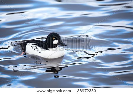 a common goldeneye waterfowl in vancouver Canada