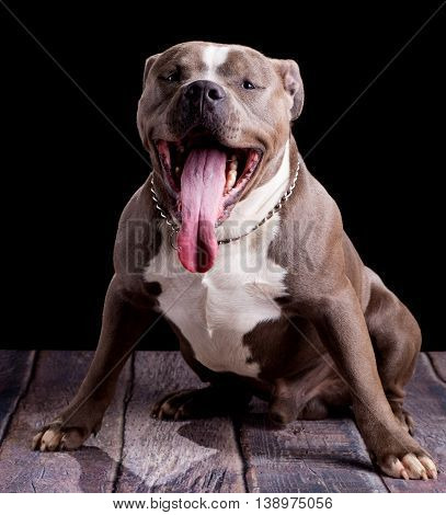 Portrait of an american bull dog breed